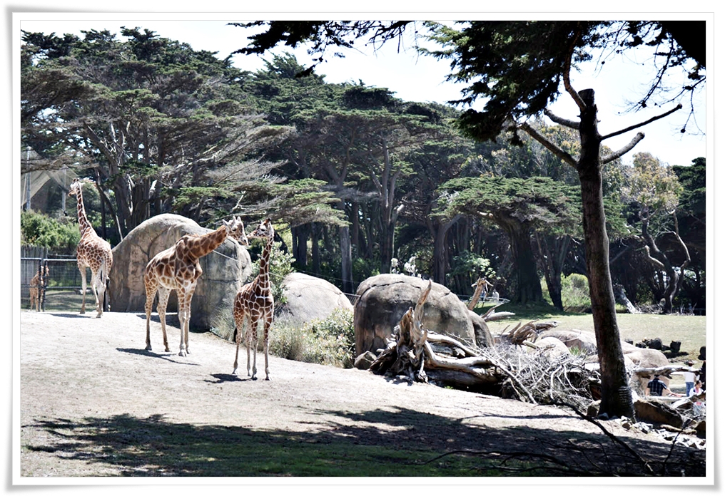 TRAVEL GUIDE: 3 TIPS FOR TAKING YOUR KIDS TO THE SAN FRANCISCO ZOO